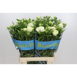 Ranunculus Butterfly Ninos