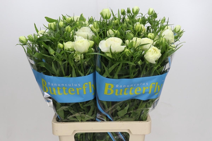 Ranunculus Butterfly Ninos