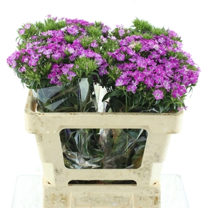 Di Barb Amazon Lavender