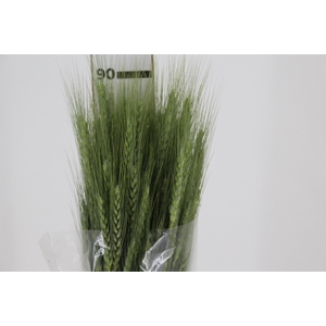 FOLHAGEM TRIGO VERDE