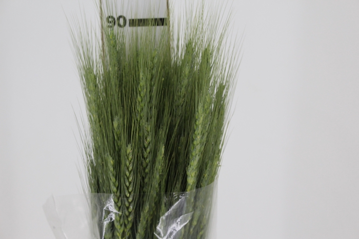 <h4>FOLHAGEM TRIGO VERDE</h4>