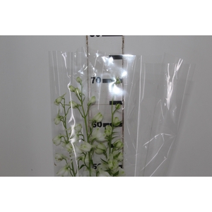 DELPHINIUM AURORA WHITE