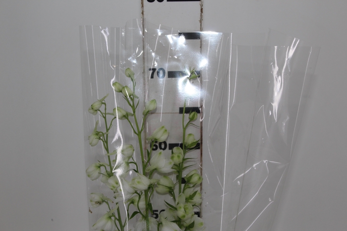<h4>DELPHINIUM AURORA WHITE</h4>