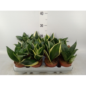 Sansevieria trifa. 'Hahnii'