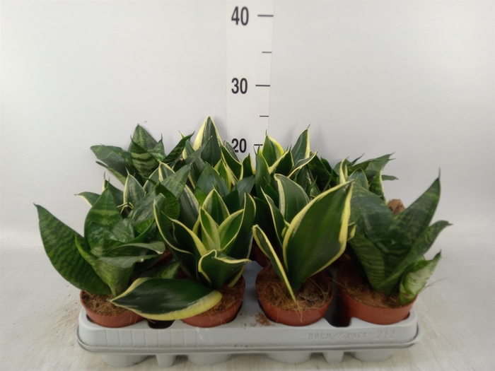 <h4>Sansevieria trifa. 'Hahnii'</h4>