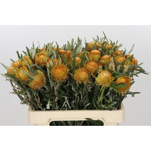 Banksia Dryandra