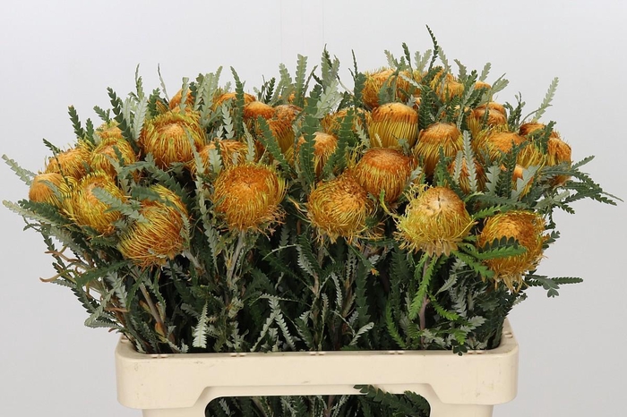 <h4>Banksia Dryandra</h4>