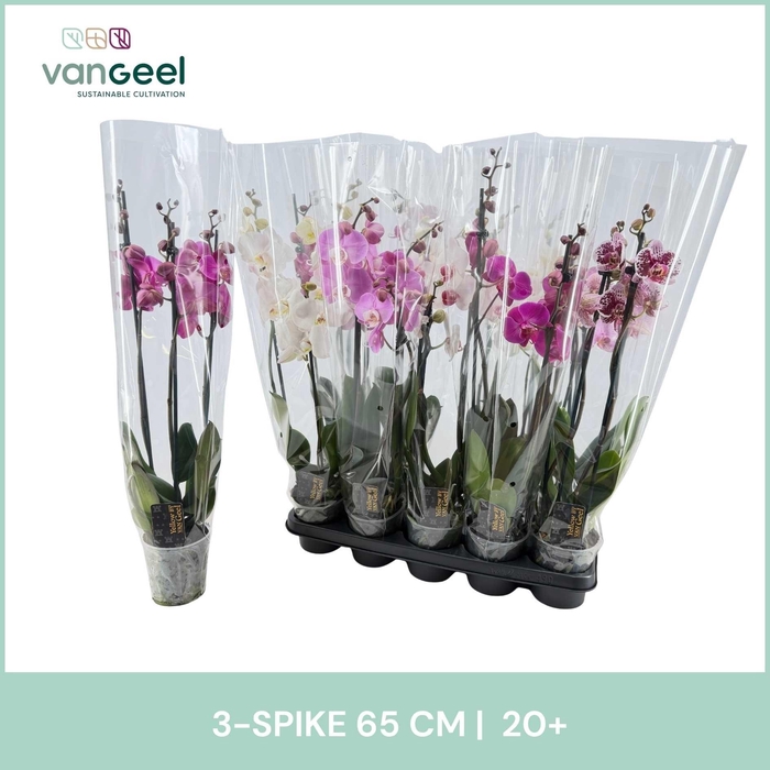 <h4>PHAL OV ROZE</h4>