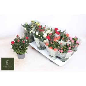 RO KORDANA GEM 5 SRT