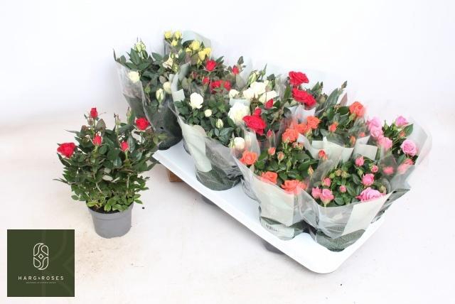 <h4>RO KORDANA GEM 5 SRT</h4>