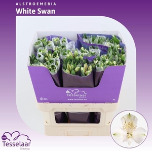 ALSTR WHITE SWAN
