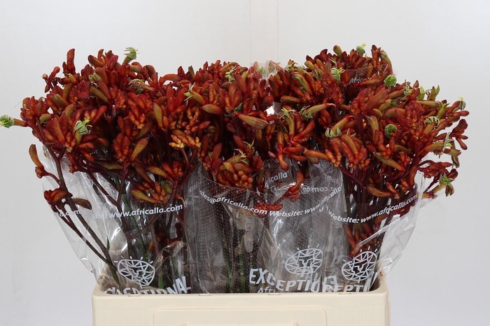 <h4>Anigozanthos Early Spring Indoor</h4>