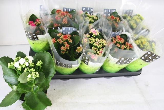 <h4>KAL GE GEM 5 KL</h4>