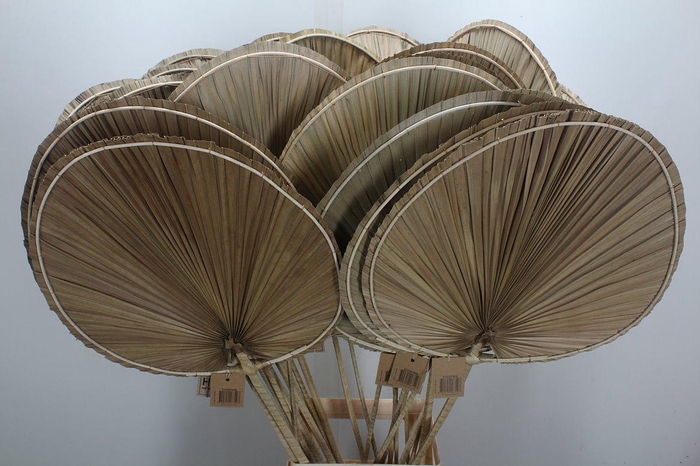 <h4>Deco Palm L100w20 X4</h4>