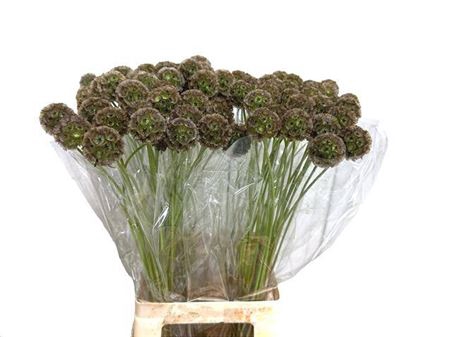 <h4>Scabiosa Stellata Zd</h4>