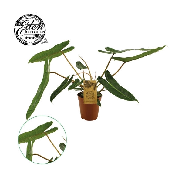 Philodendron Billetiae 15cm