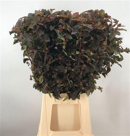 <h4>Physocar Op Diabolo 70 Cm Neutro</h4>