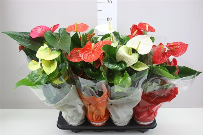 <h4>Anth An Gemengd</h4>