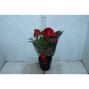 ANTHURIUM MICHIGAN P17 PREMIUM