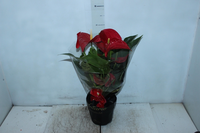<h4>ANTHURIUM MICHIGAN P17 PREMIUM</h4>