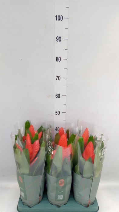 <h4>Vriesea  'Intenso Orange'</h4>