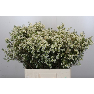 Chamelaucium Kerryn