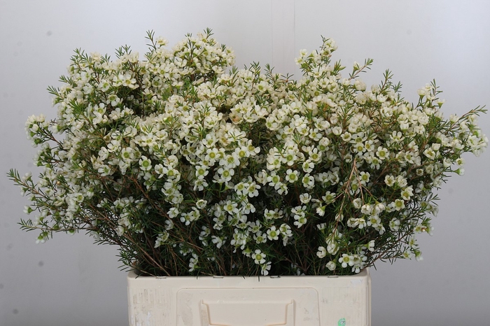 <h4>Chamelaucium Kerryn</h4>