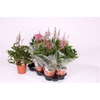 Astilbe Overig Mixtray