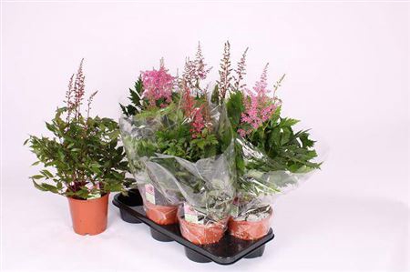 Astilbe Overig Mixtray