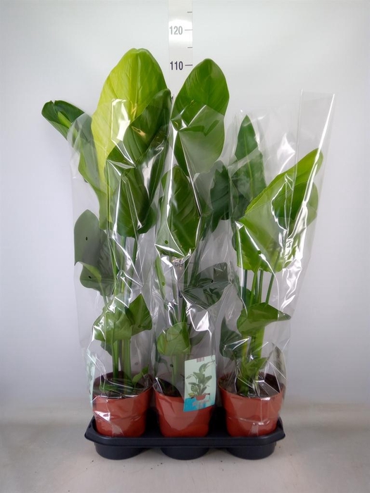 <h4>Strelitzia nicolai</h4>