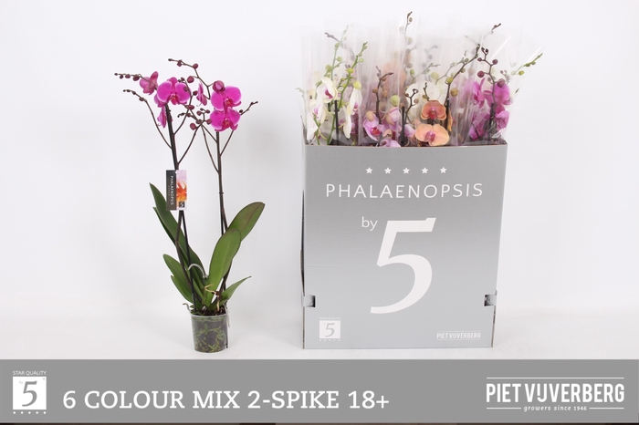 <h4>PHAL GEM 6 KL</h4>