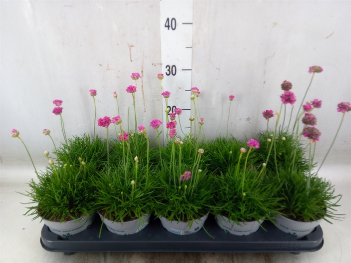 <h4>Armeria maritima</h4>
