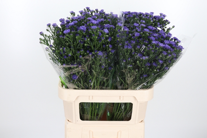 <h4>Aster Dark Milka</h4>
