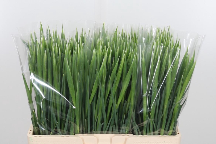 <h4>Iris Blue Magic</h4>