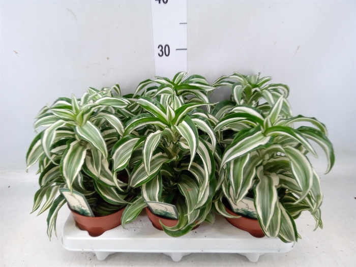 <h4>Dracaena frag. 'Kanzi'</h4>