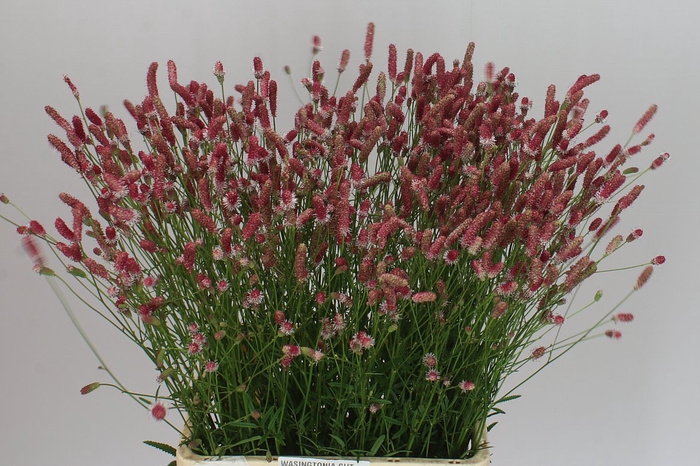 <h4>Sanguisorba Off Pink Tann</h4>