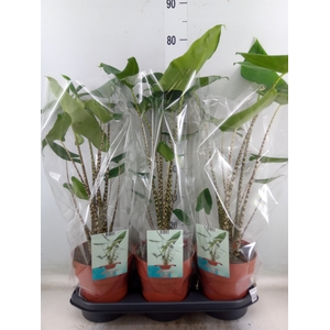 Alocasia zebrina