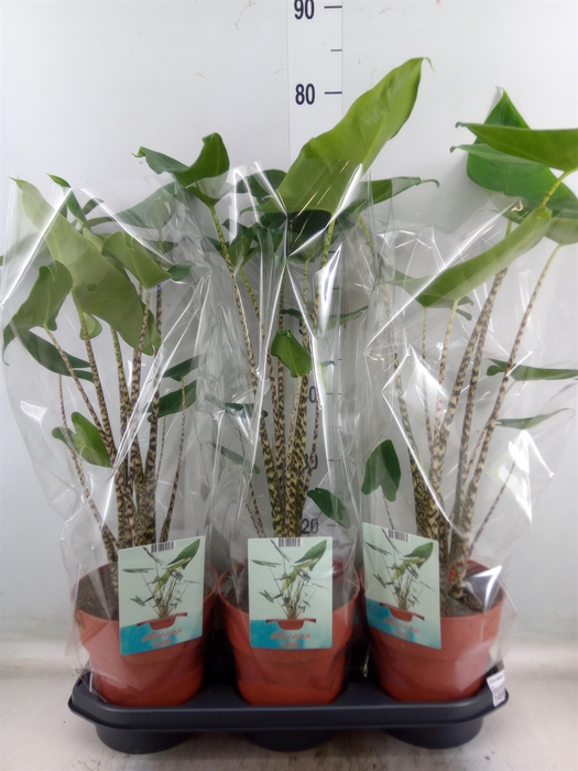 <h4>Alocasia zebrina</h4>