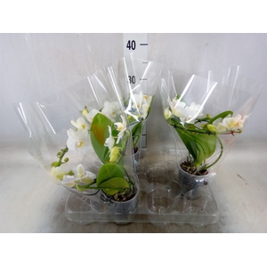 Phalaenopsis multi.   ...white