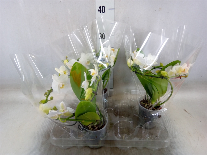 <h4>Phalaenopsis multi.   ...white</h4>