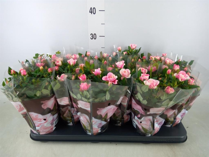 <h4>Rosa  'Piia'</h4>