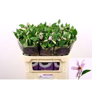 CLEMATIS AMAZING MIAMI CLEM AMAZING