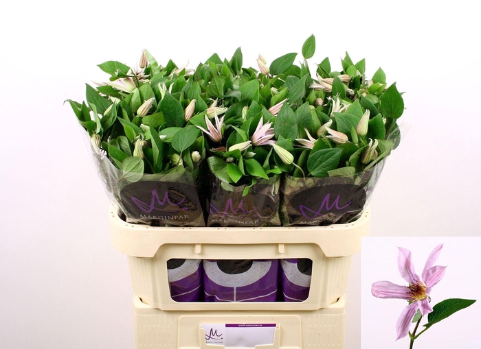 <h4>CLEMATIS AMAZING MIAMI CLEM AMAZING</h4>