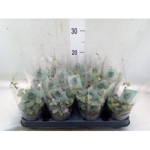 Ceropegia woodii ssp. woodii