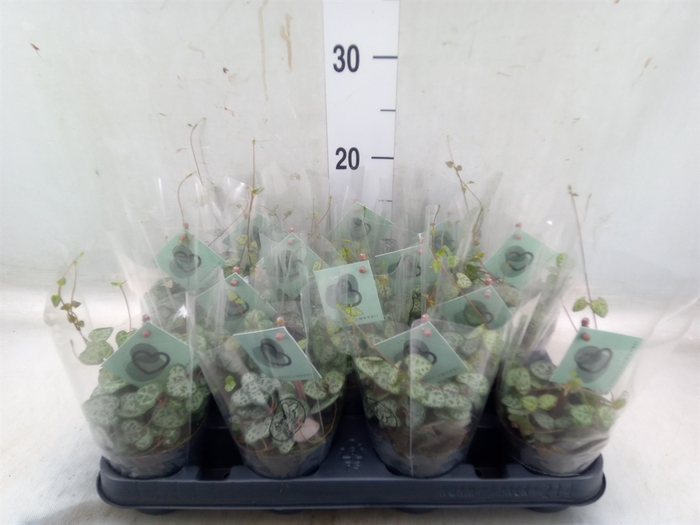 <h4>Ceropegia woodii ssp. woodii</h4>