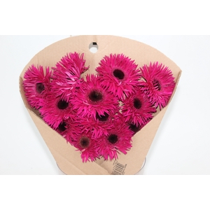 GERBERA SPIDER NOLA < 050 CM > 10 CM DIAM