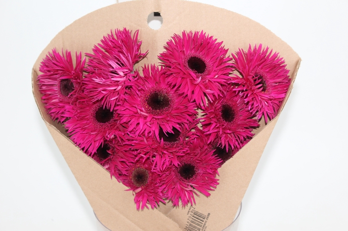 <h4>GERBERA SPIDER NOLA < 050 CM > 10 CM DIAM</h4>