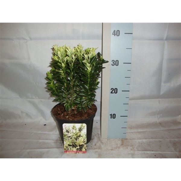 <h4>Euonymus japonicus overig</h4>