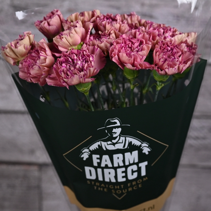 <h4>Di St Vortex</h4>