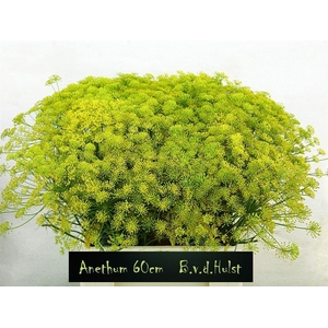 Anethum Graveolens